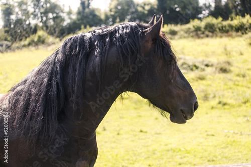 Black horse © Farnaces