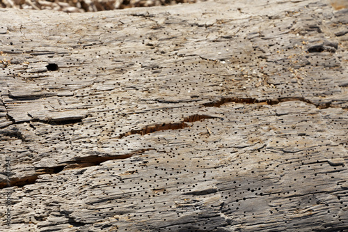 Old damaged wooden surface with termites holes