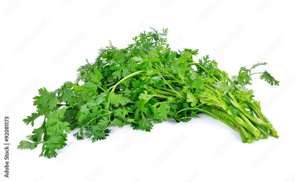 Coriander isolated on white background. Coriander isolated on white background.