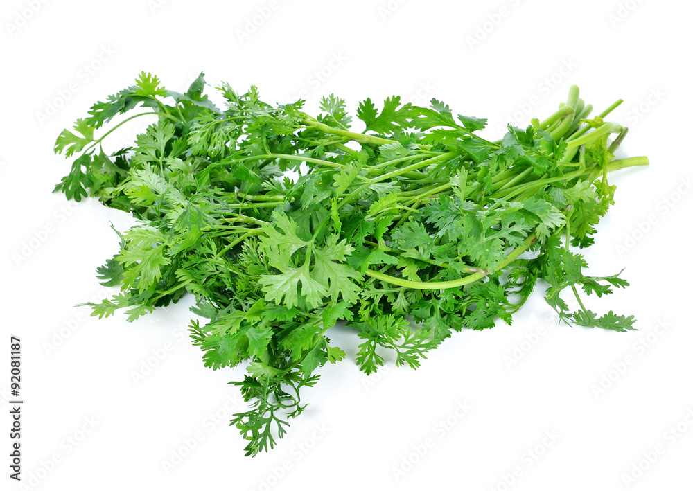 Fototapeta premium Coriander isolated on white background.