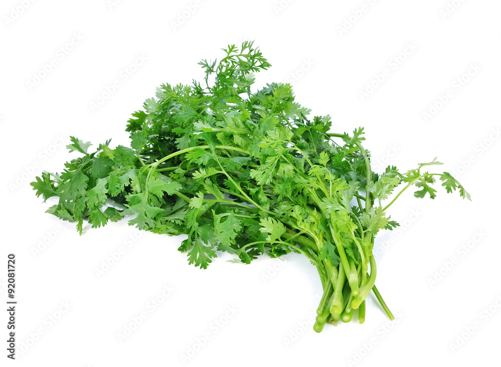 Coriander isolated on white background Coriander isolated on white background