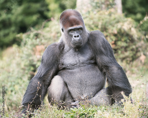 Gorille dos argenté de 32 ans
