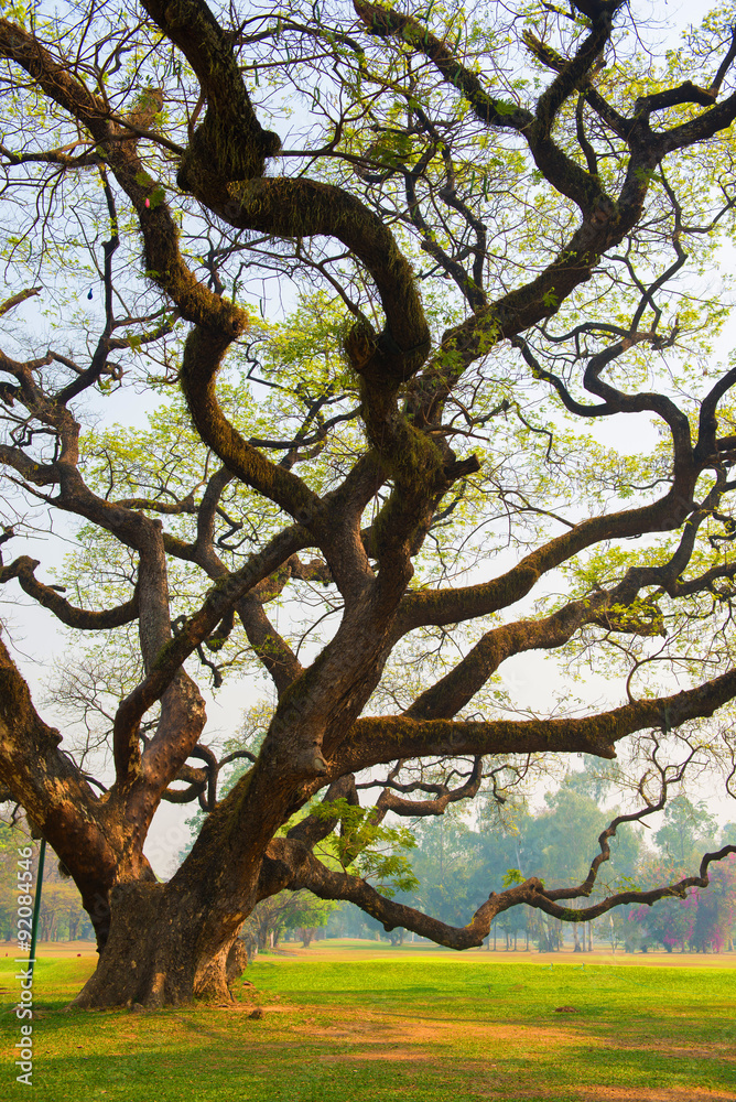 Old tree and branches