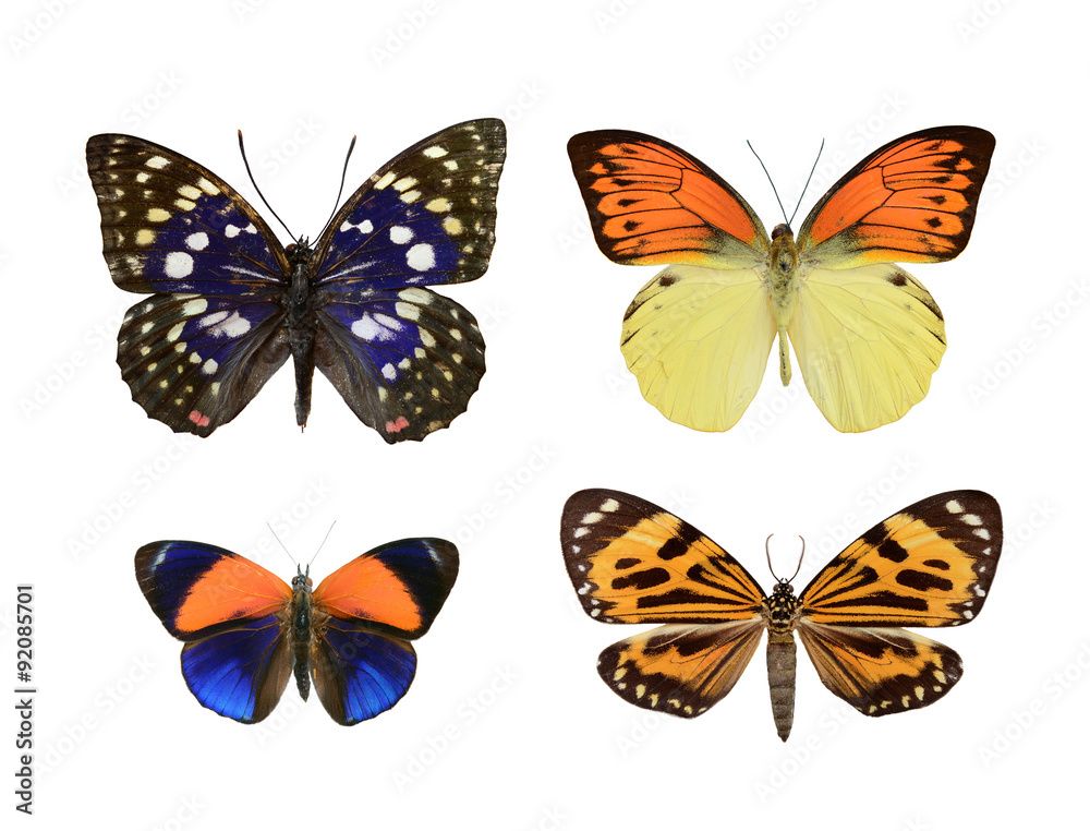 Fototapeta premium Set butterfly.