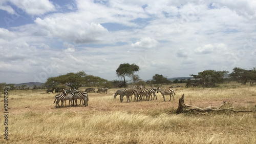 Fototapeta Naklejka Na Ścianę i Meble -  zebra' s grazing on grassland in africa