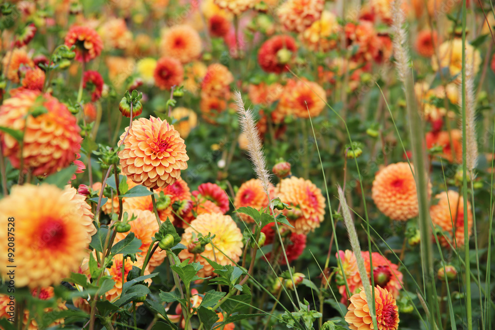 Blumenwiese Blumenwiese