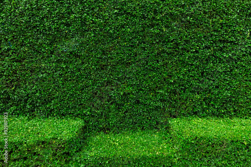 Natural Green leaves wall background, No pattern