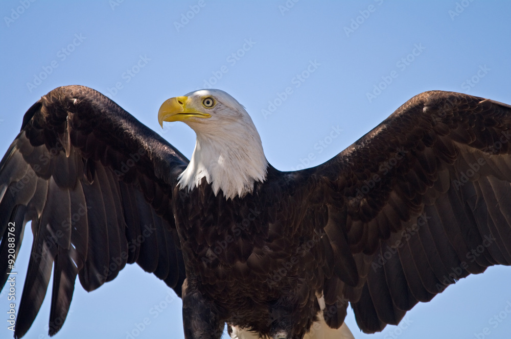 Obraz premium Orzeł bielik