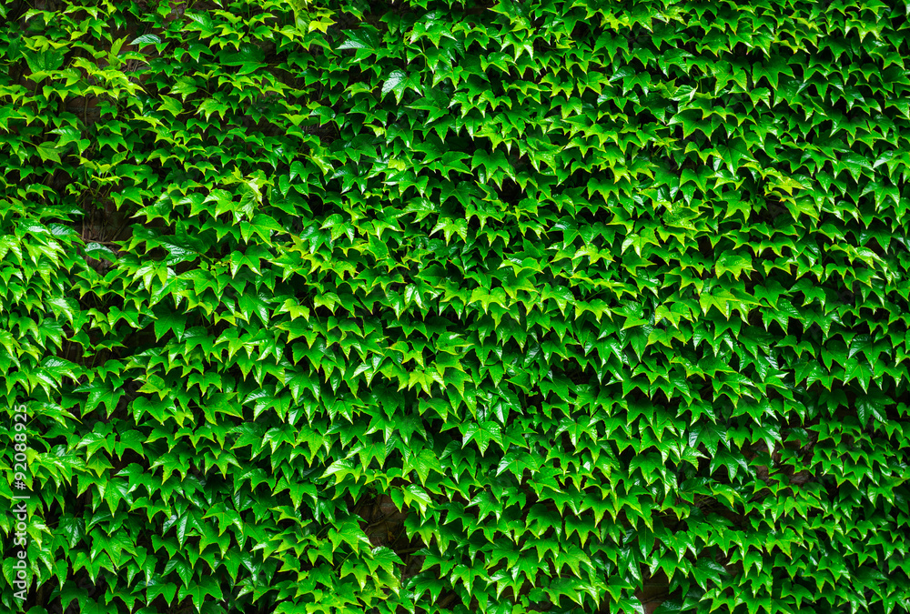 Obraz premium Green ivy background
