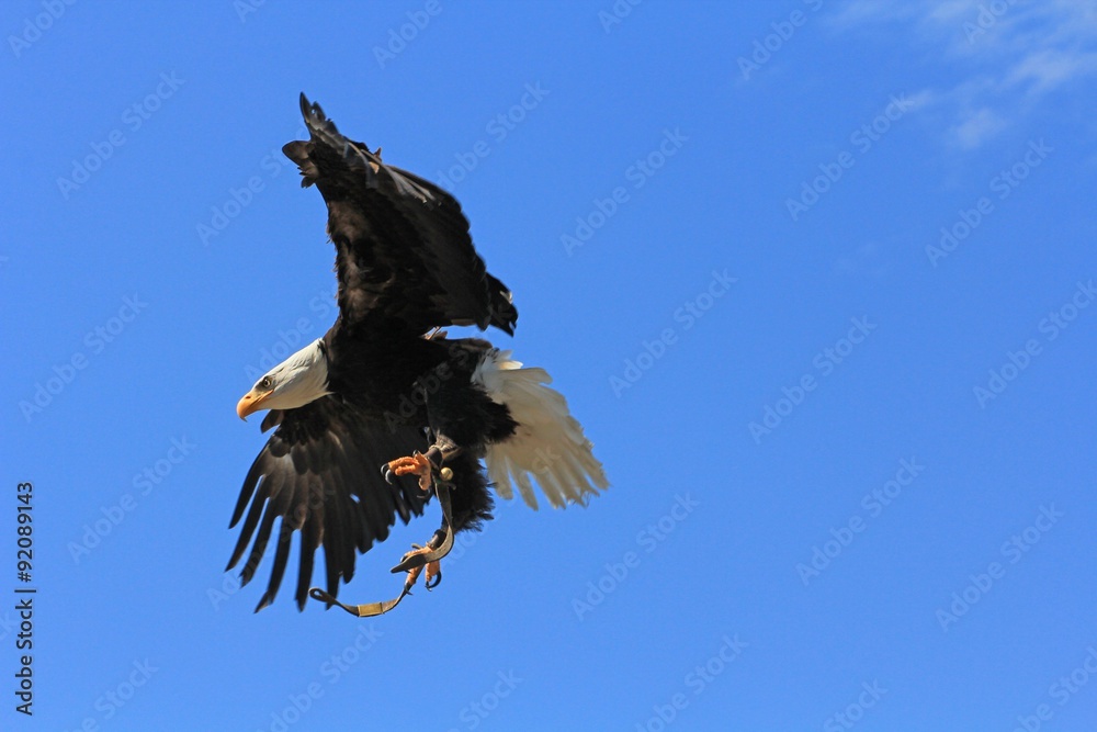 Obraz premium Raubvogel