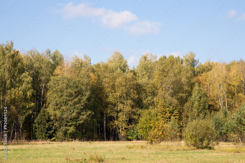 Autumn forest trees. nature green wood sunlight background. Sele Autumn forest trees. nature green wood sunlight background. Sele