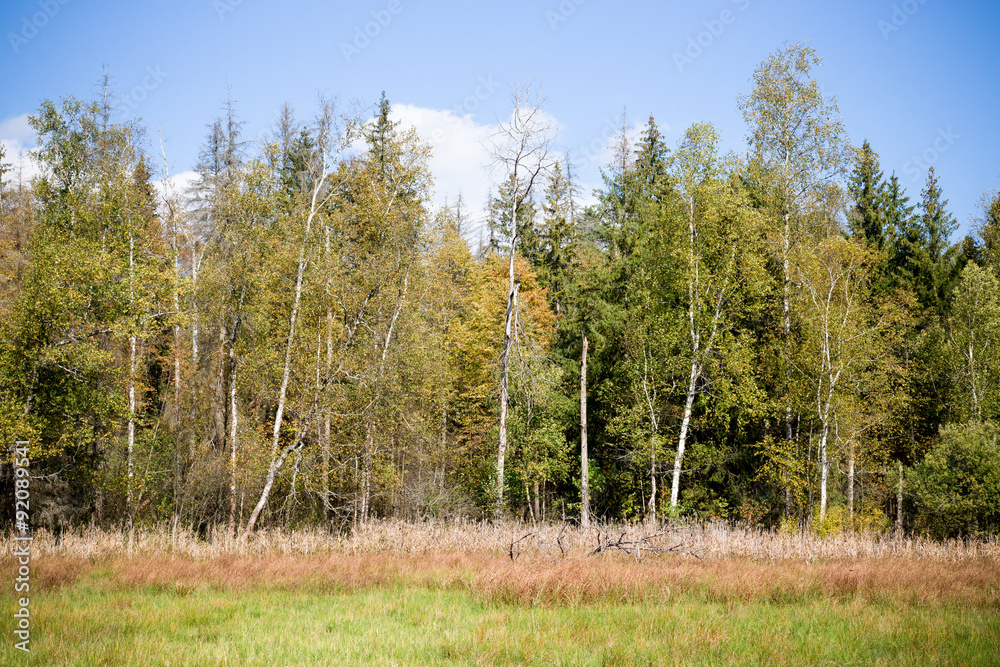 Autumn forest trees. nature green wood sunlight background. Sele Autumn forest trees. nature green wood sunlight background. Sele