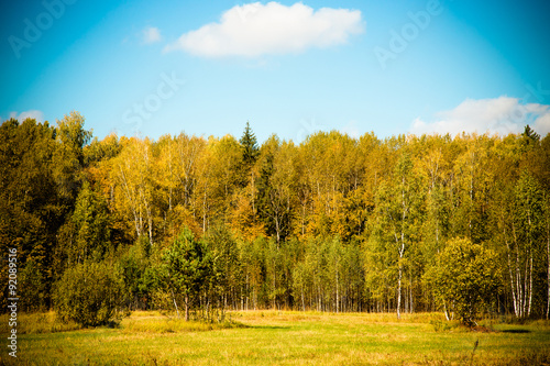 Autumn forest trees. nature green wood sunlight background. Sele