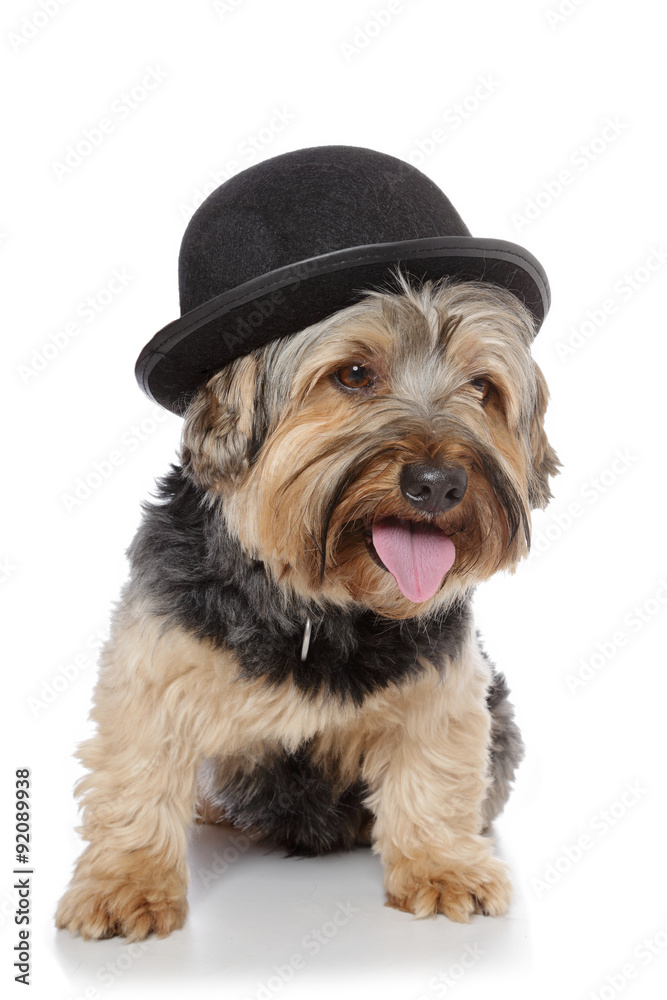 chien Yorkshire avec chapeau melon Stock Photo | Adobe Stock