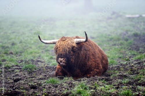 Highland Bull in the morning mist