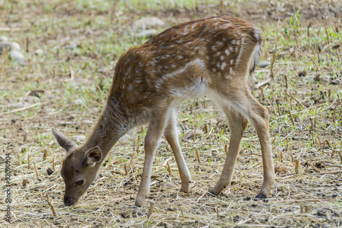 deer in the farm