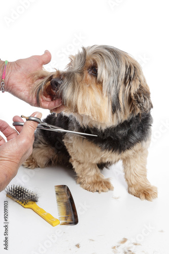 Fotografi senior toilettant son chien Yorkshire