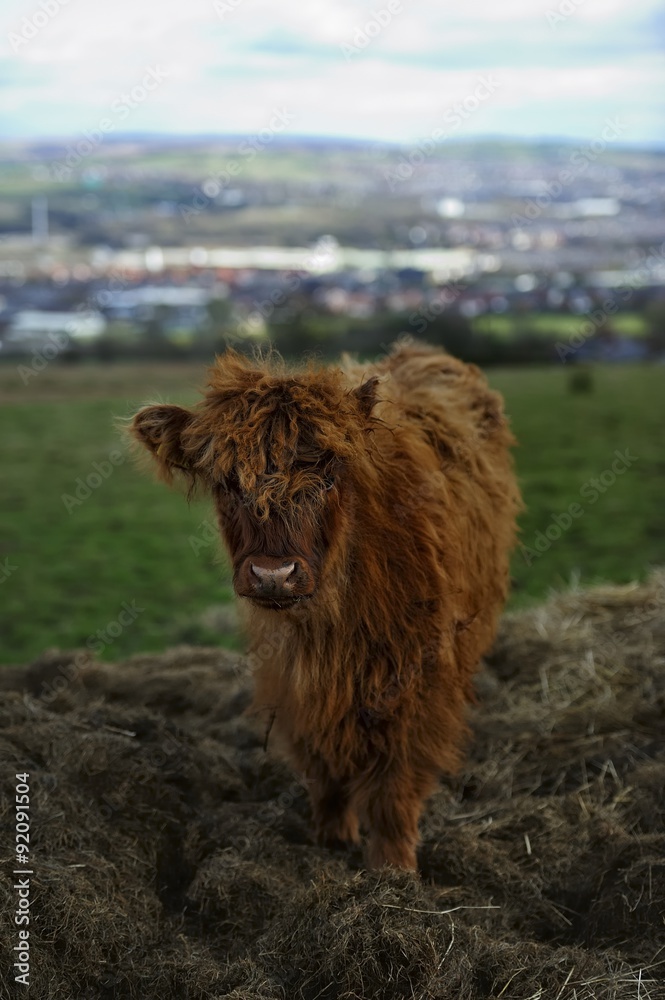 Highlanf Calf Highlanf Calf