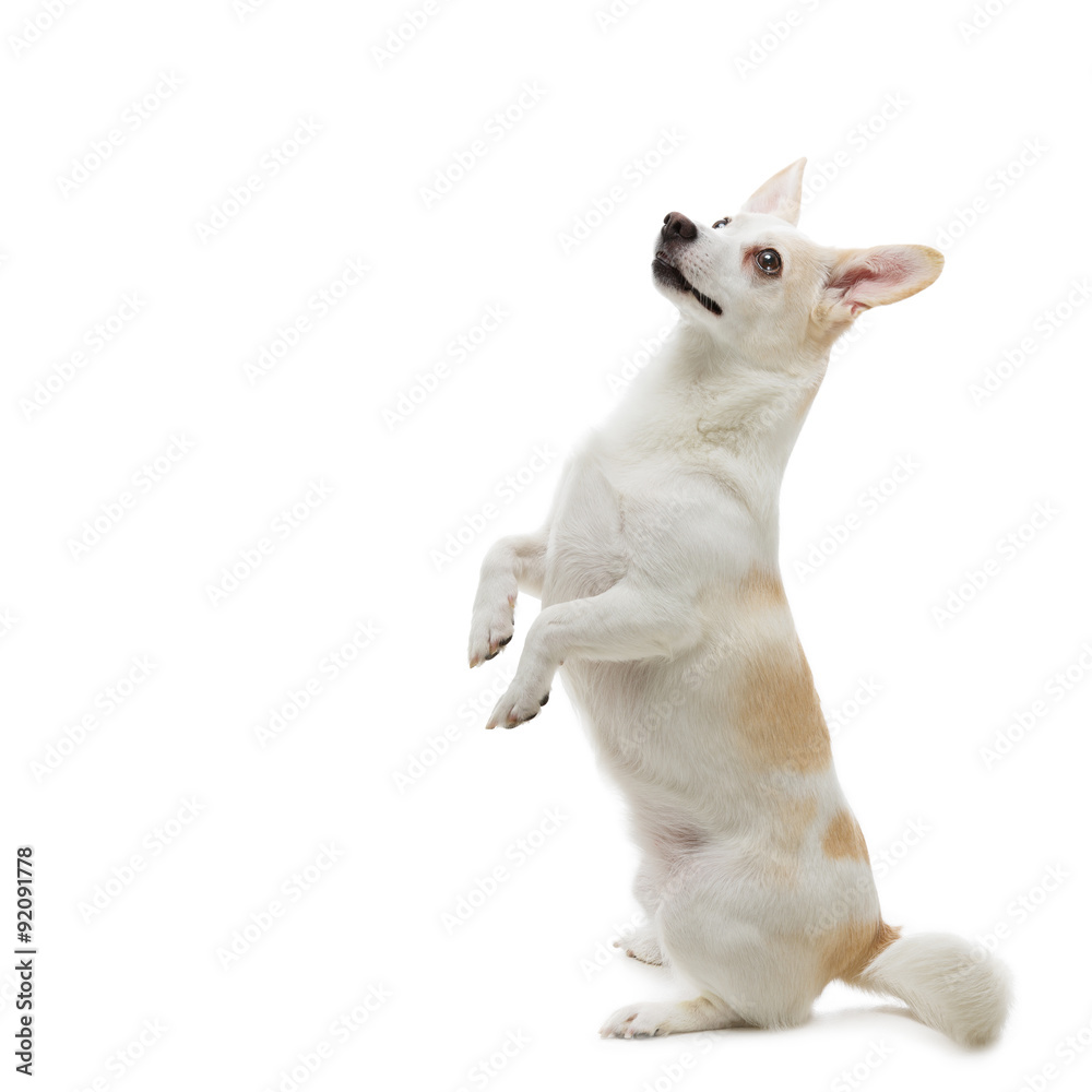Dog begging food Stock Photo | Adobe Stock