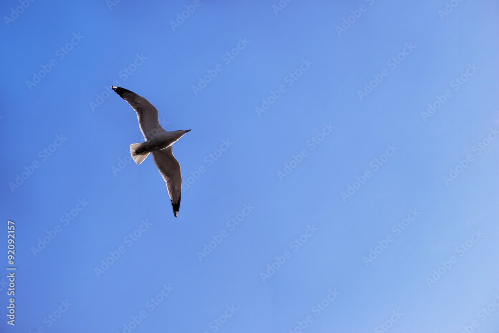 Naklejka premium martı