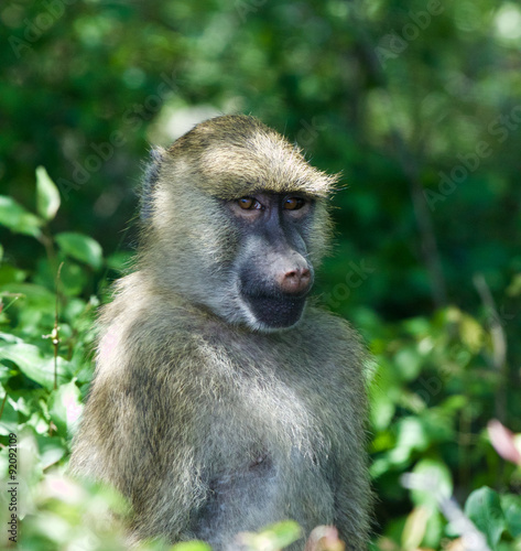 The funny's monkey close-up
