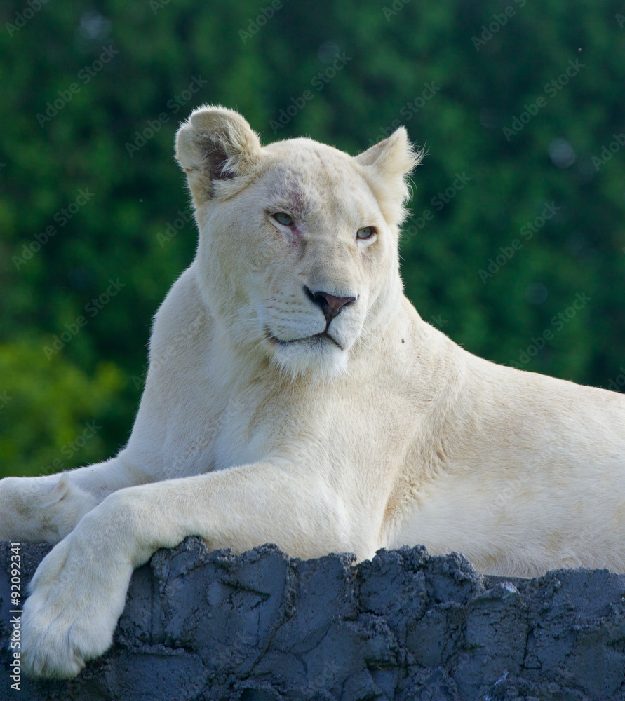 Fototapeta premium The laying white lion