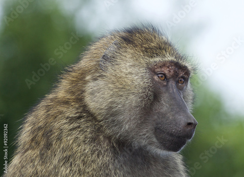 Funny portrait of a baboon