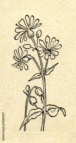 Bladder campion (Silene vulgaris) photo