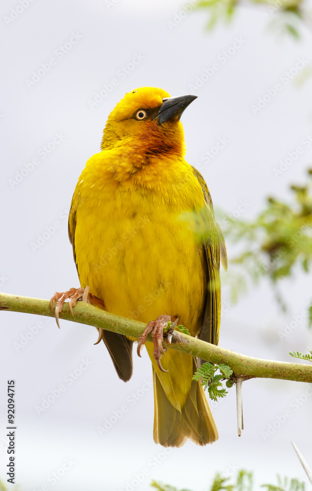 Male Cape Weaver Bird Stock Photo | Adobe Stock
