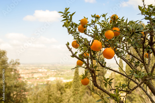 Orange tree with fruits on a hill, overlooking a valley