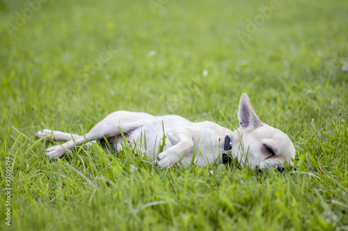 Sleepy chihuahua