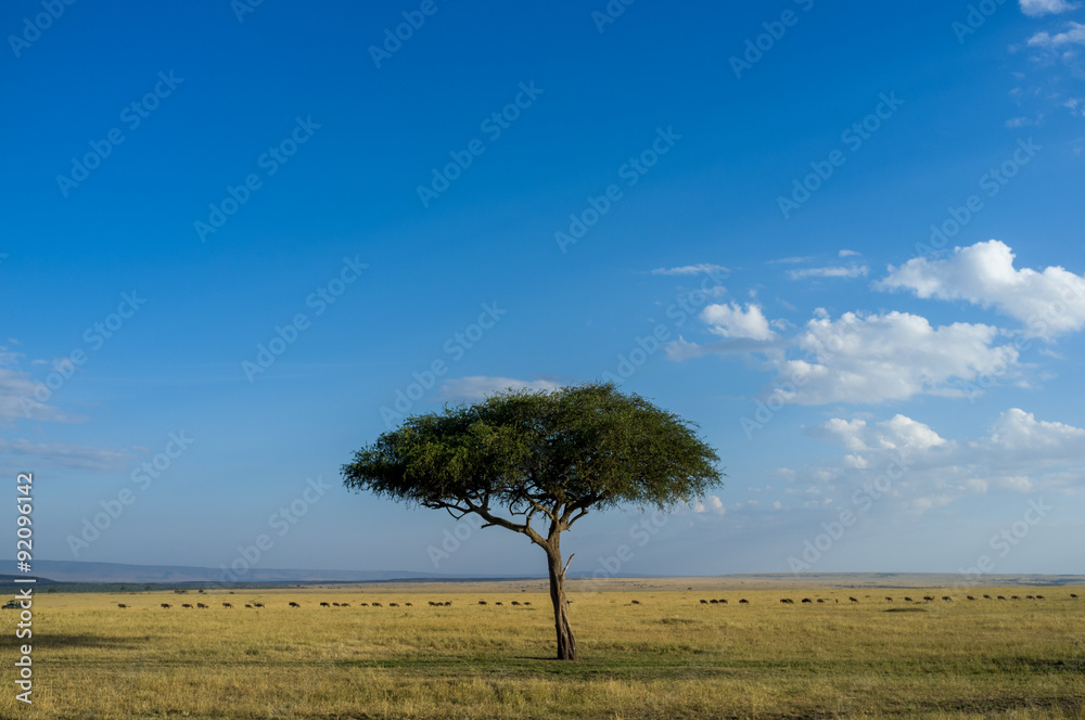 Obraz premium Beautiful savannah scene in Kenya, Africa