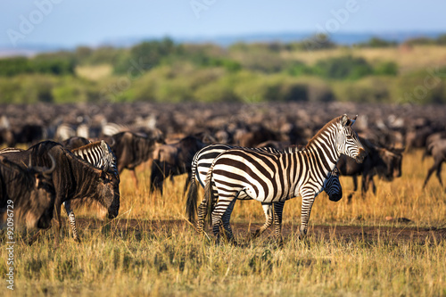 Zebras around the savannah in Kenya  Africa