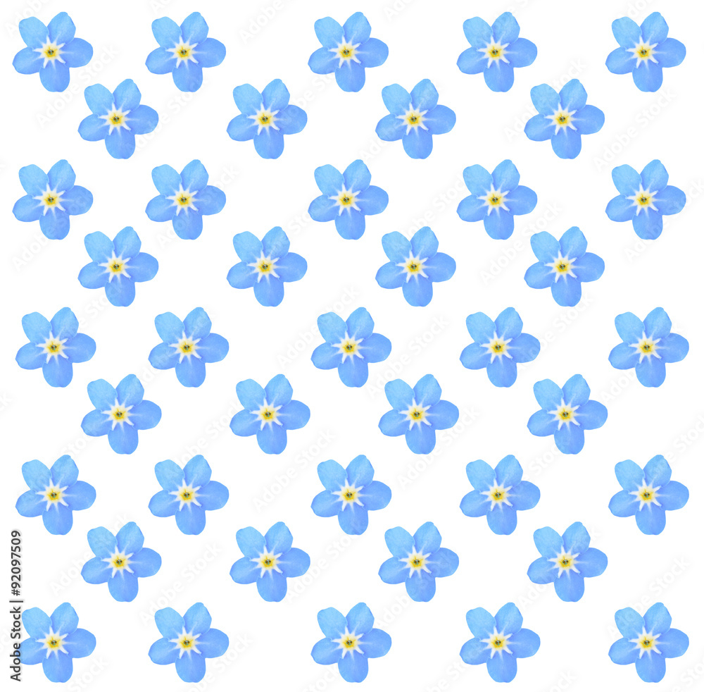 Forget-me-not flowers, isolated on white