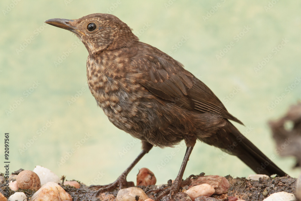 Young Common blackbird