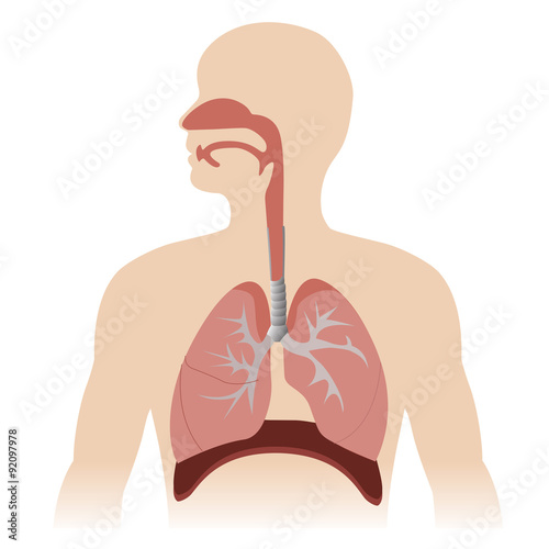 human respiratory system anatomy. vector format illustration. photo