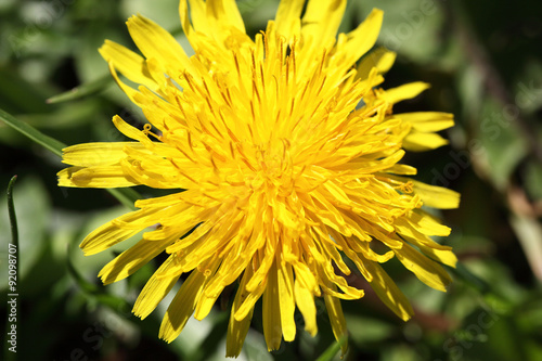 dandelion