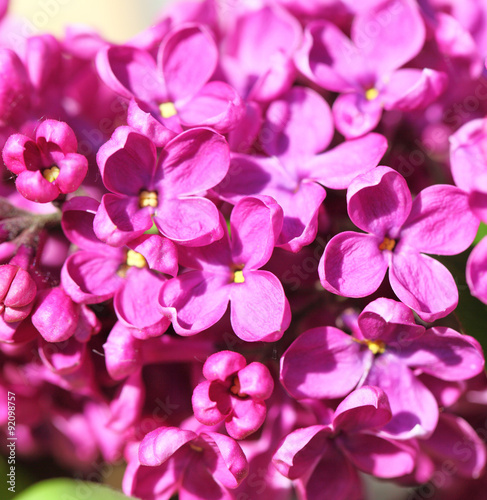 lilac flowers © Pol Maria