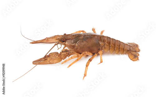 crayfish © pioneer111