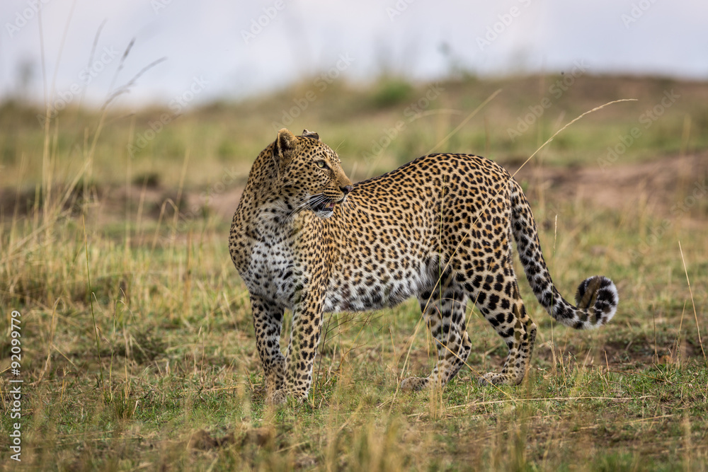 A female leopard roaming around the savannah in Kenya, Africa