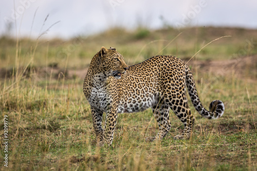 A female leopard roaming around the savannah in Kenya, Africa
