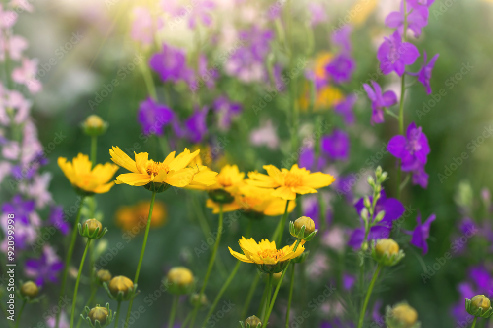 Fototapeta premium flowers in a field