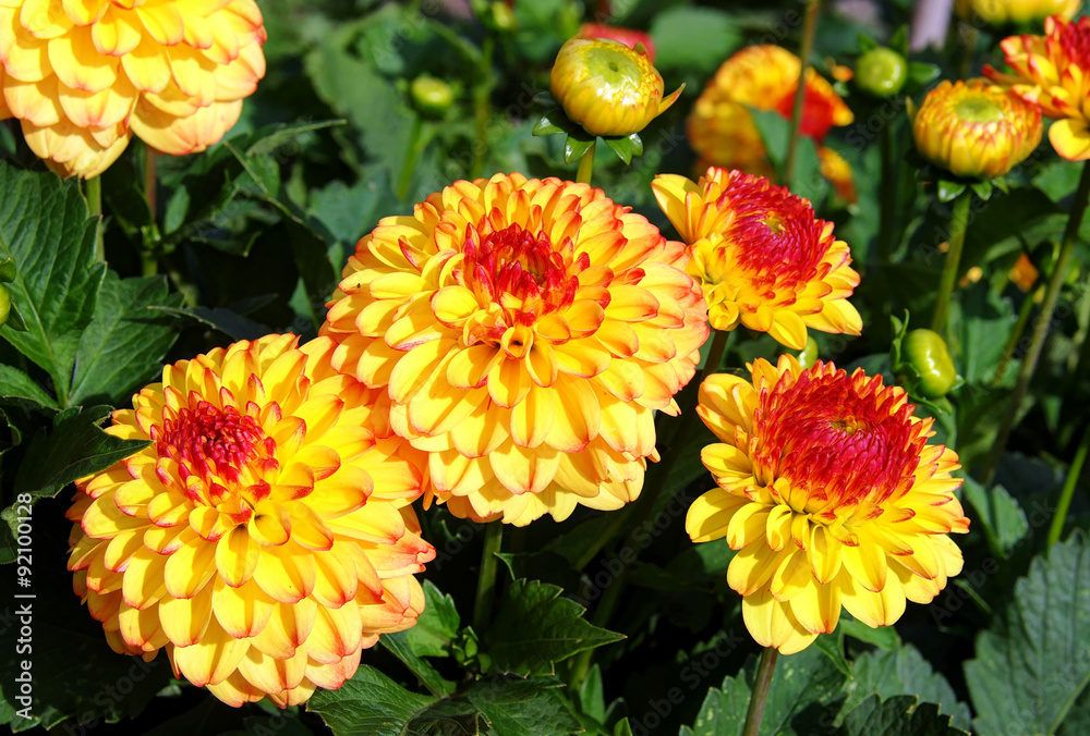 Dahliengarten Dahliengarten