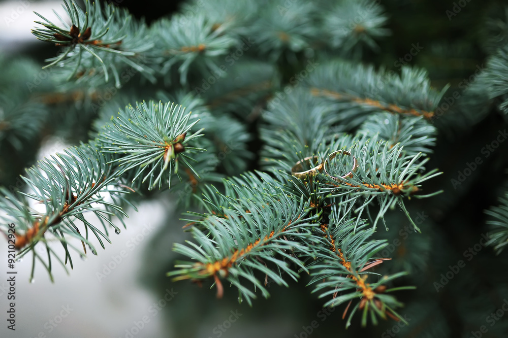 wedding rings on a tree branch