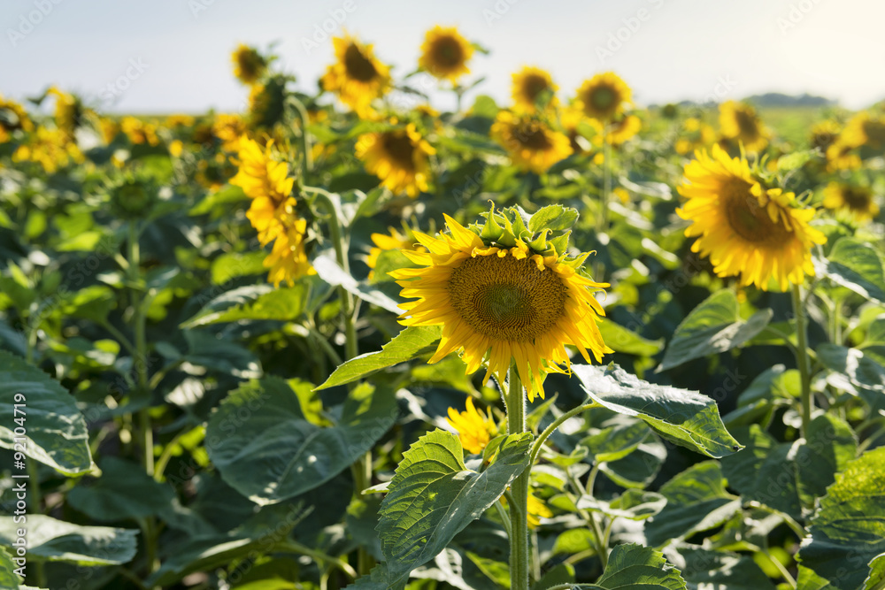 Fototapeta premium Beautiful sunflowers field