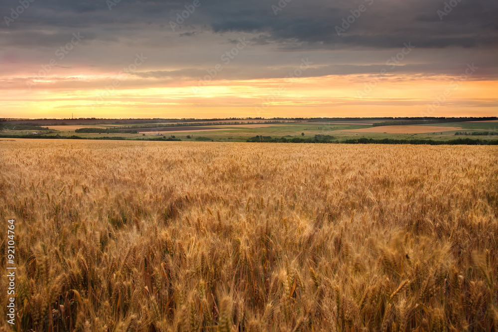 golden field of ripe wheat in the last rays of the sun