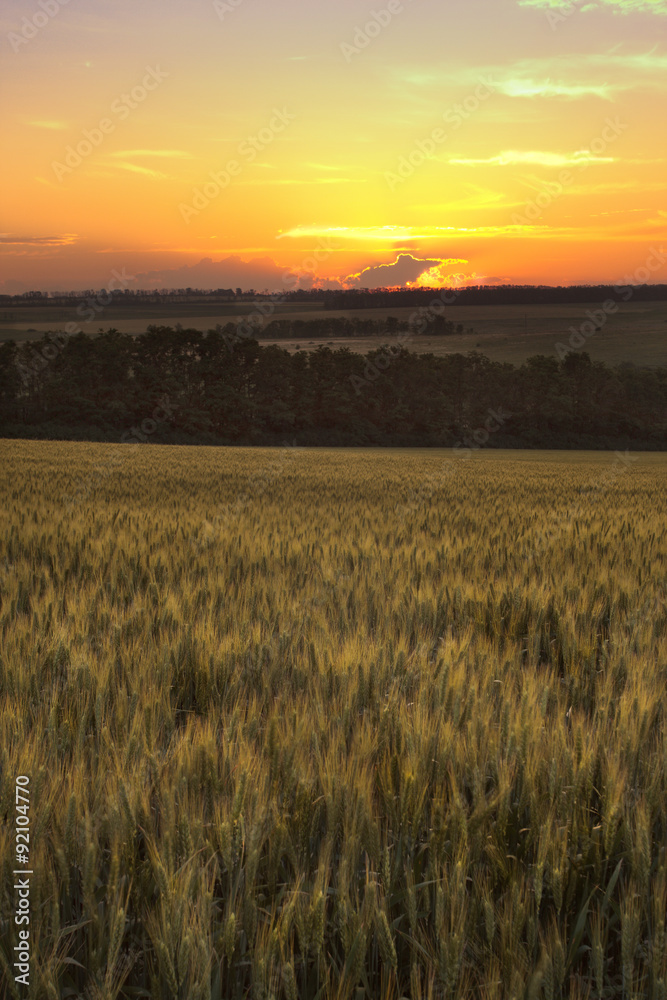 ripen wheat field in the last rays of the sun