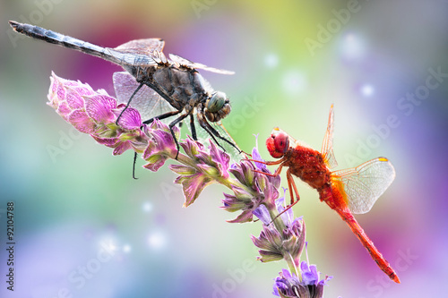 macro dragonfly on a flower on a colorful background