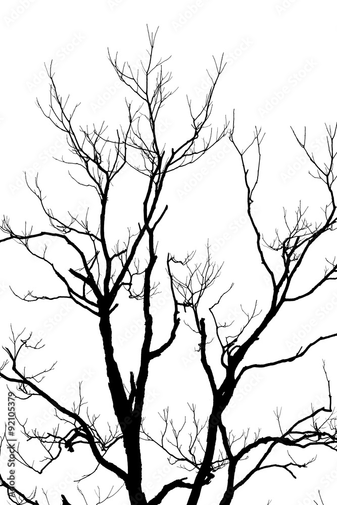 Fototapeta premium Branch tree