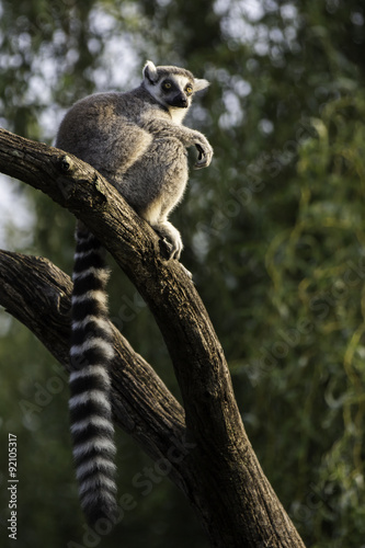The Pensive Lemur